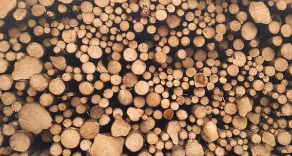 Imagen de un tronco de madera de nuestra empresa